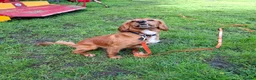 Cocker Spaniel dogs for adoption: Kairo the Gorgeous Goofy Golden Boy - Advert 19
