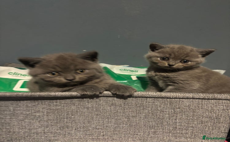 British Shorthair cats - Advert 9