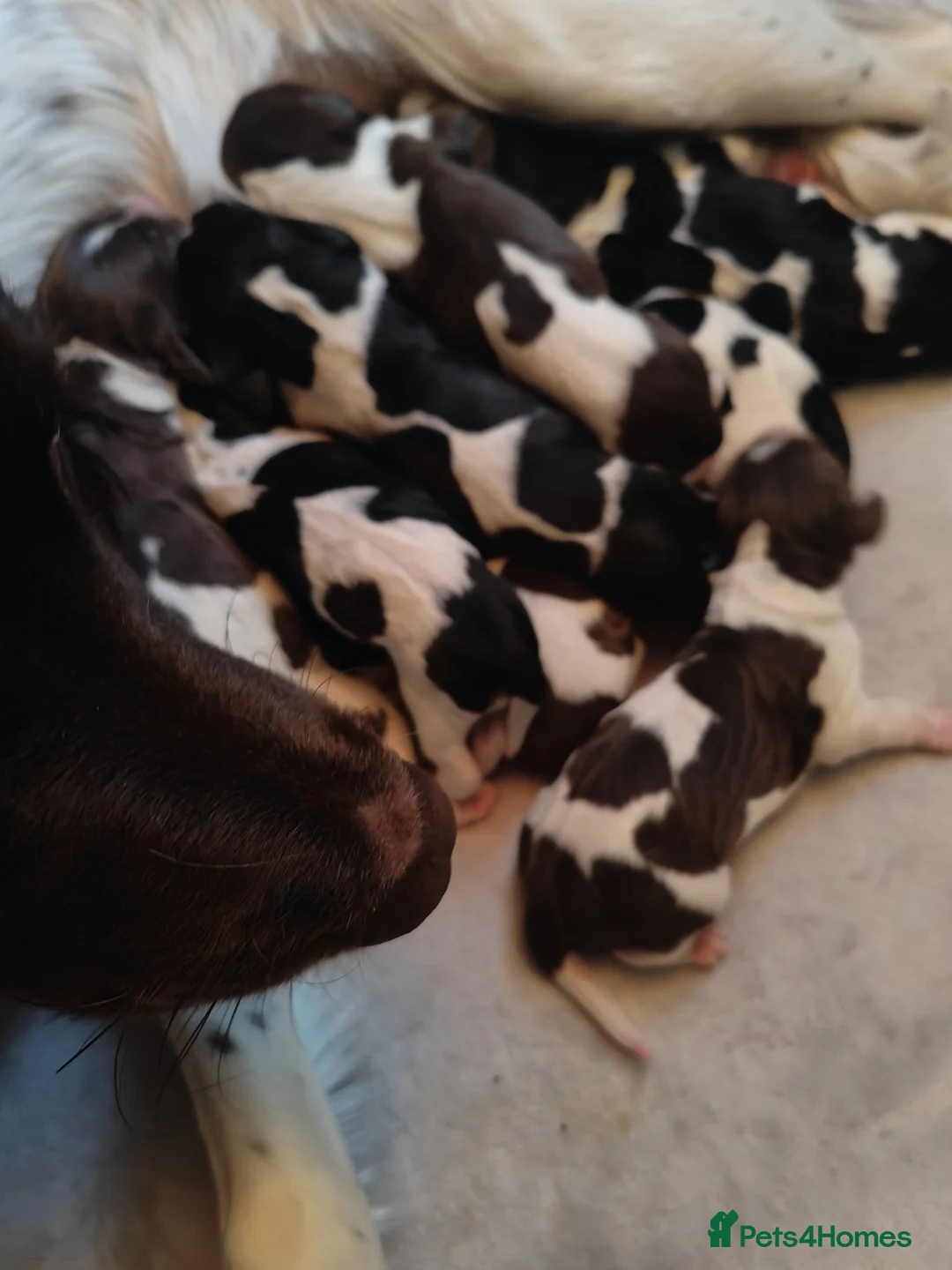 English Springer Spaniel dogs for stud: Stunning KC Stud, Proven, Health and DNA Tested. in Wigan - Advert 13