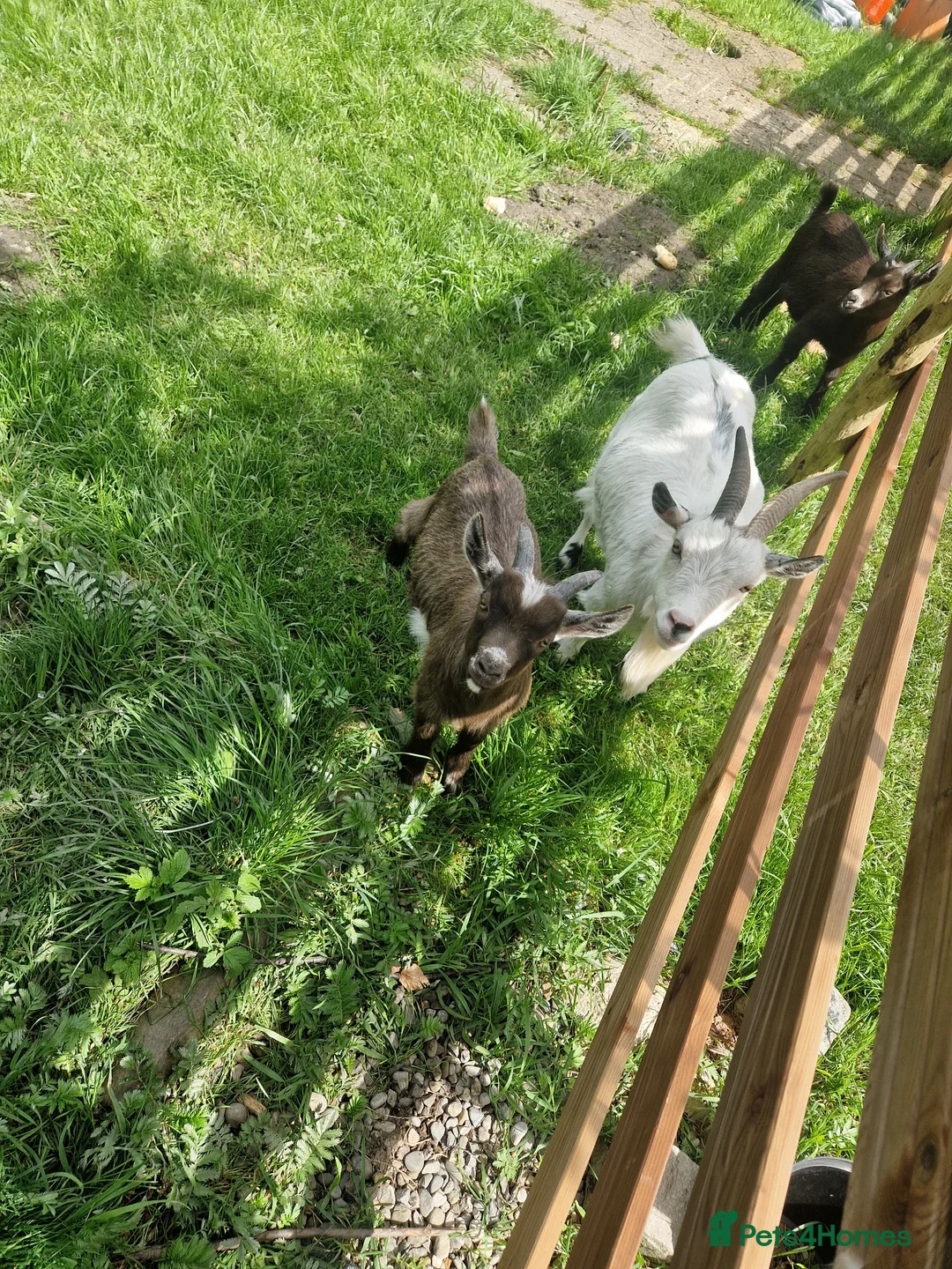 Goats livestock for sale: Dwarf Goat Male kid - Advert 3