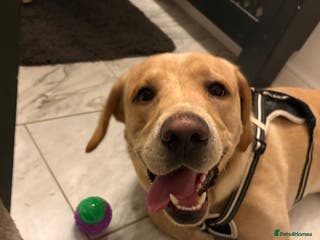 Golden Retriever dogs Golden retriever for rehoming - Advert 2