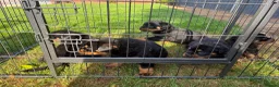 Rottweiler dogs for sale: 🏆🐾 5STAR BREEDERS🐾🏆KC REG girl and boys 💖💙 - Advert 10