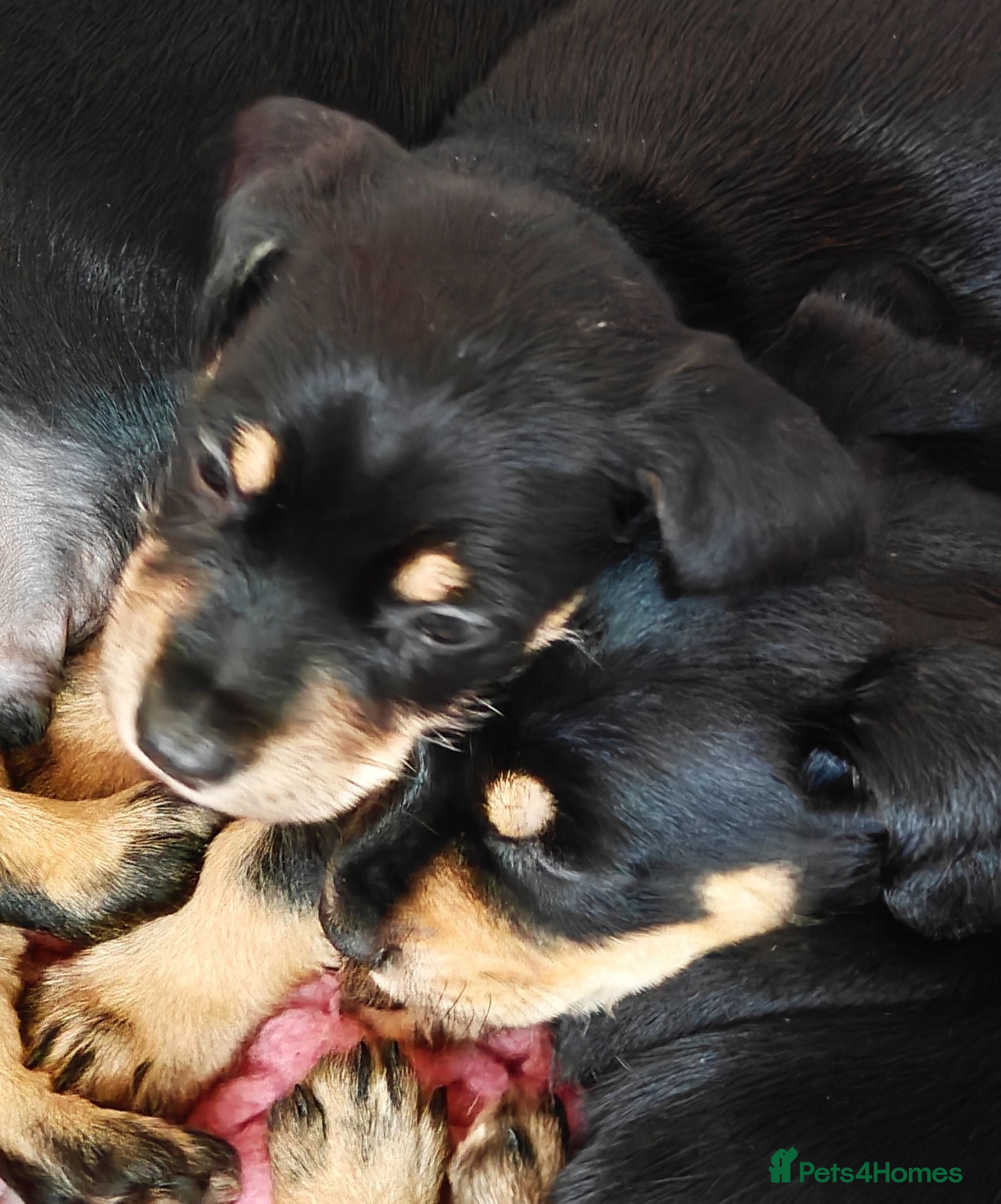 Mixed Breed dogs Mini Schnauzer /Mini Daxi F1 Schnoxie puppies  - Advert 2