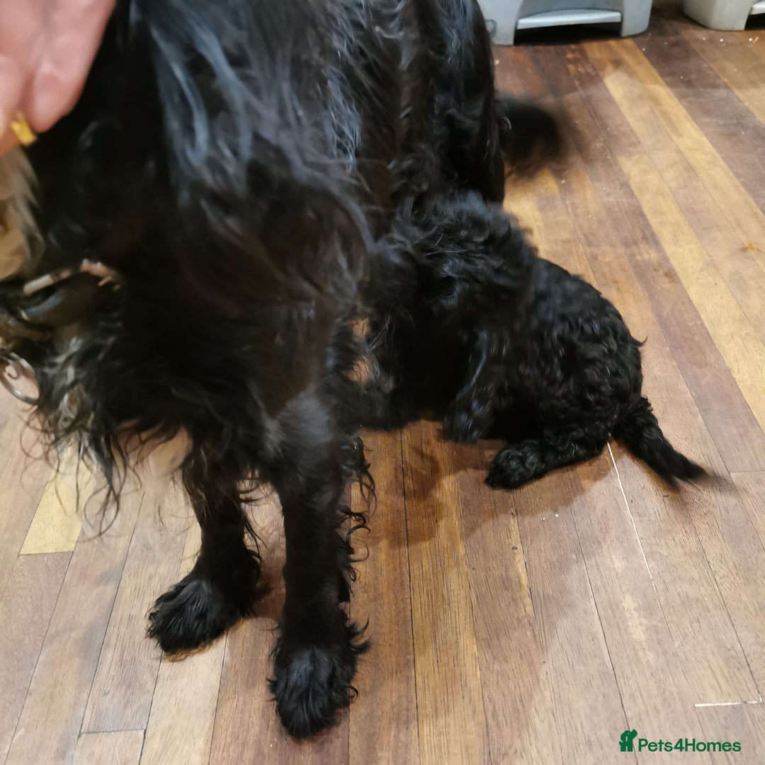 Cockapoo dogs for sale: F1 COCKAPOO PUPPIES FOR SALE  - Image 3