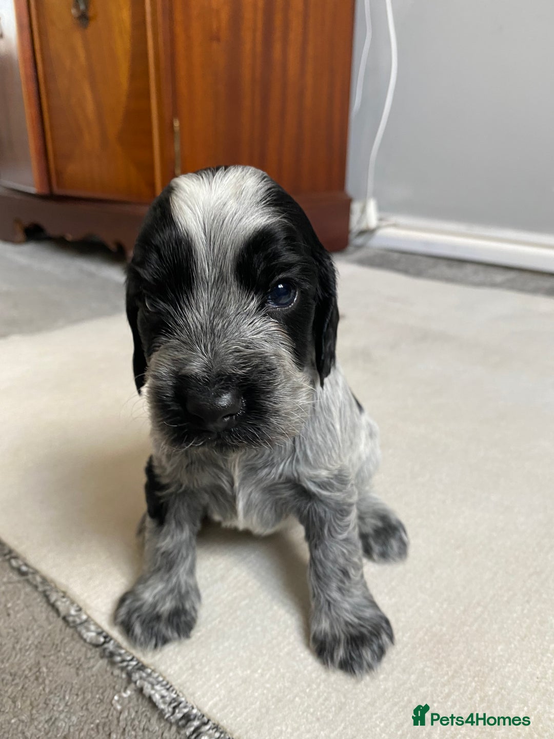 Cocker Spaniel dogs for sale: Beautiful cocker spaniel puppies  - Image 3