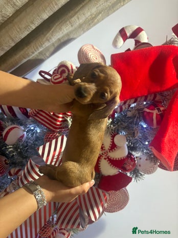 Miniature Dachshund dogs - Advert 14