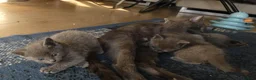 Russian Blue cats for sale: Pure Russian Blue kittens - Advert 7
