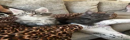 Maine Coon cats for sale: Mulberry’s marvellous creations ❤️ in Lowestoft - Advert 9