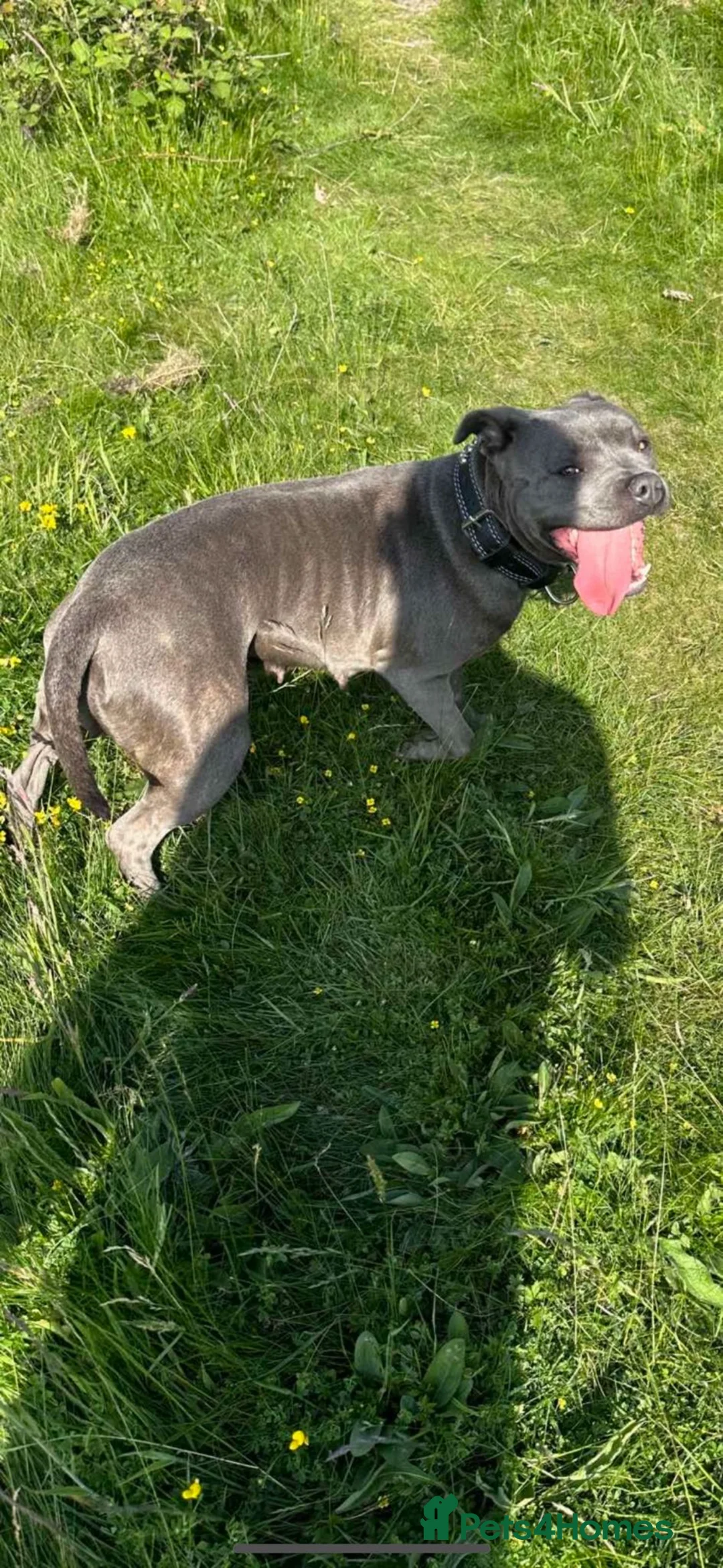 Staffordshire Bull Terrier dogs for sale: Staffordshire Bull Terry - Advert 3