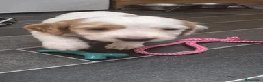Sprocker 2-Boy
