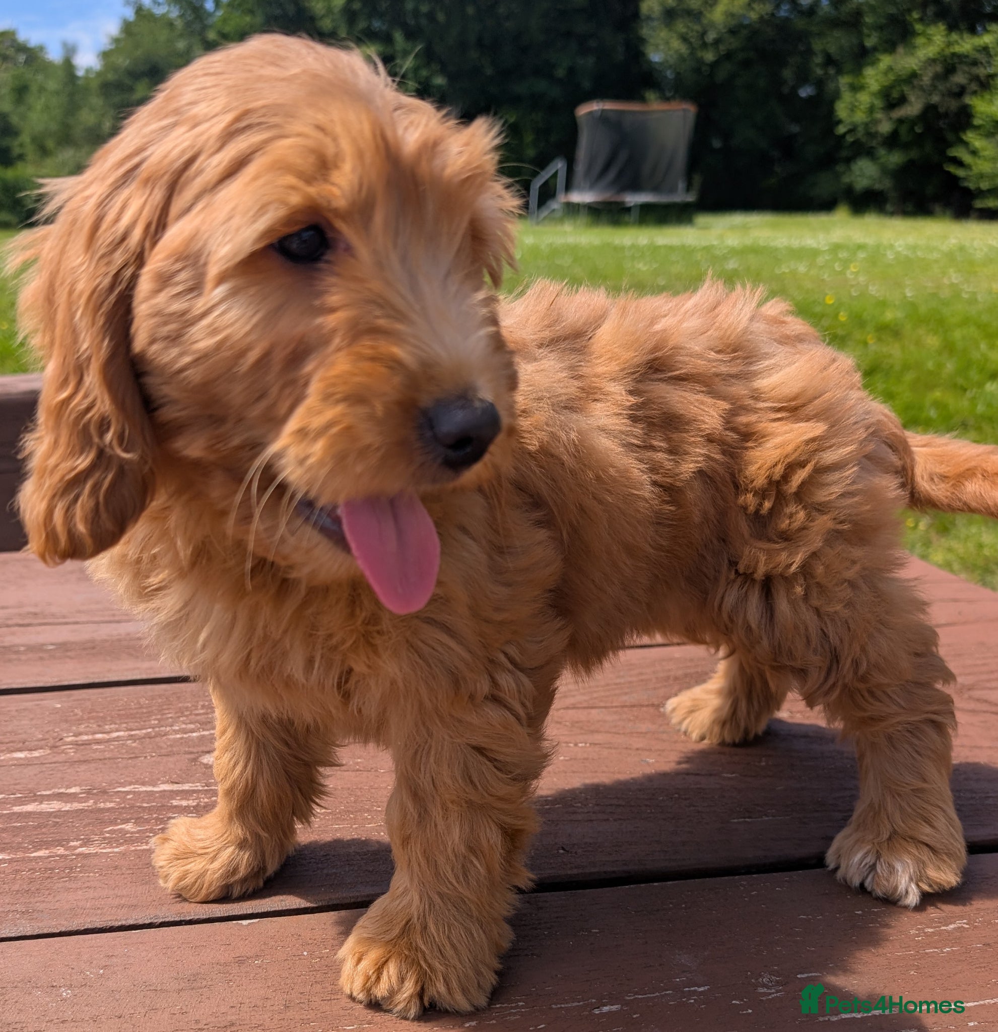 Cockapoo dogs Quality F1 Cockapoo puppies, Health tested parents - Advert 1
