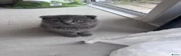 Scottish Fold cats for sale: Beautiful Scottish Triple Fold Female Kitten - Advert 7