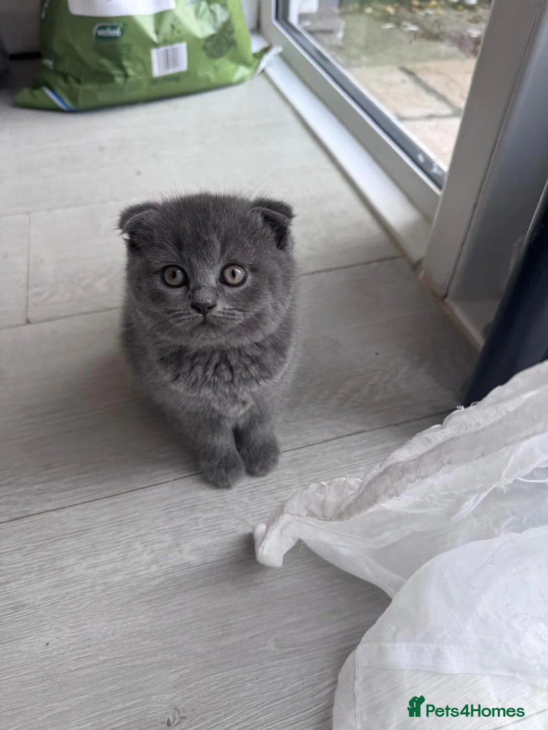Scottish Fold cats for sale: Beautiful Scottish Triple Fold Female Kitten - Advert 7