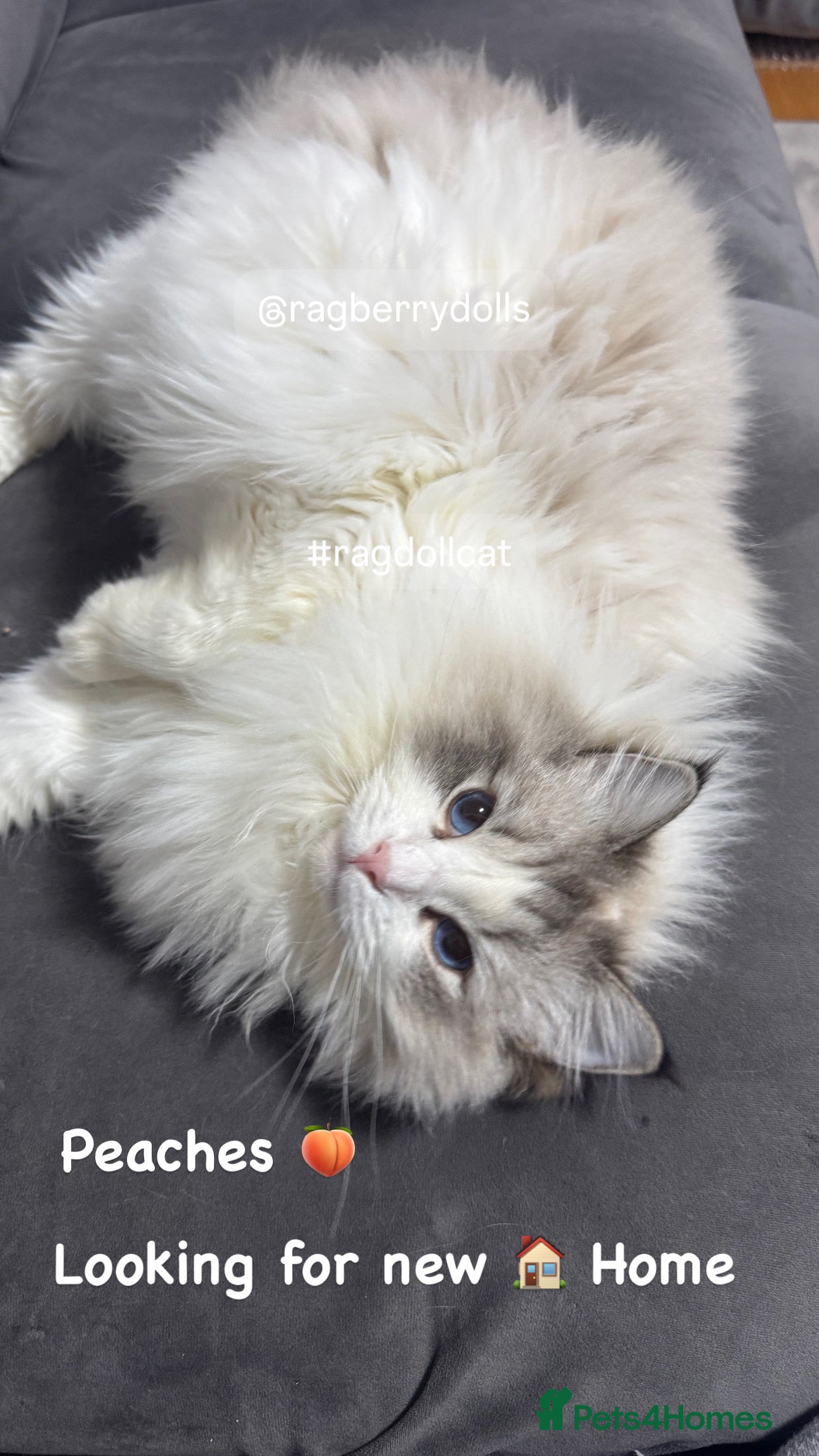 Ragdoll cats Retired Queen looking for new home - Advert 1
