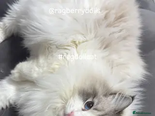 Ragdoll cats Retired Queen looking for new home - Advert 1