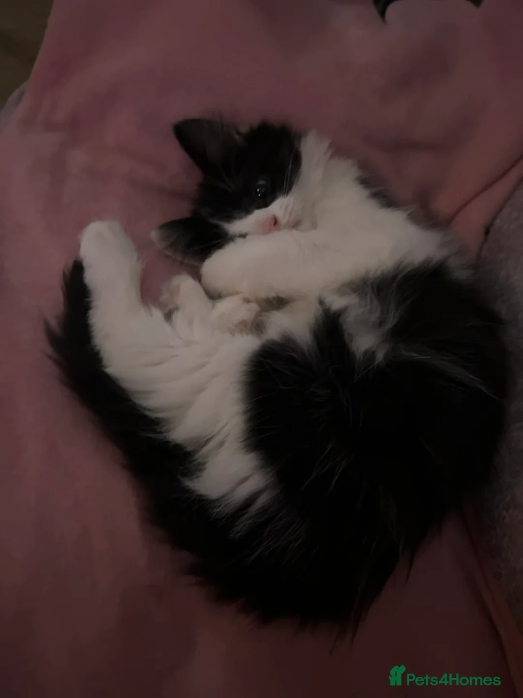 Mixed Breed cats for sale: Beautiful fluffy girl - Advert 2