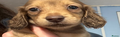 Miniature Dachshund Puppy 4