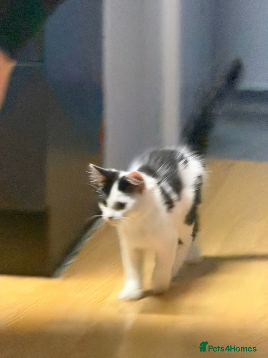 Mixed Breed cats for sale: A newcomer is looking for a home - Advert 6