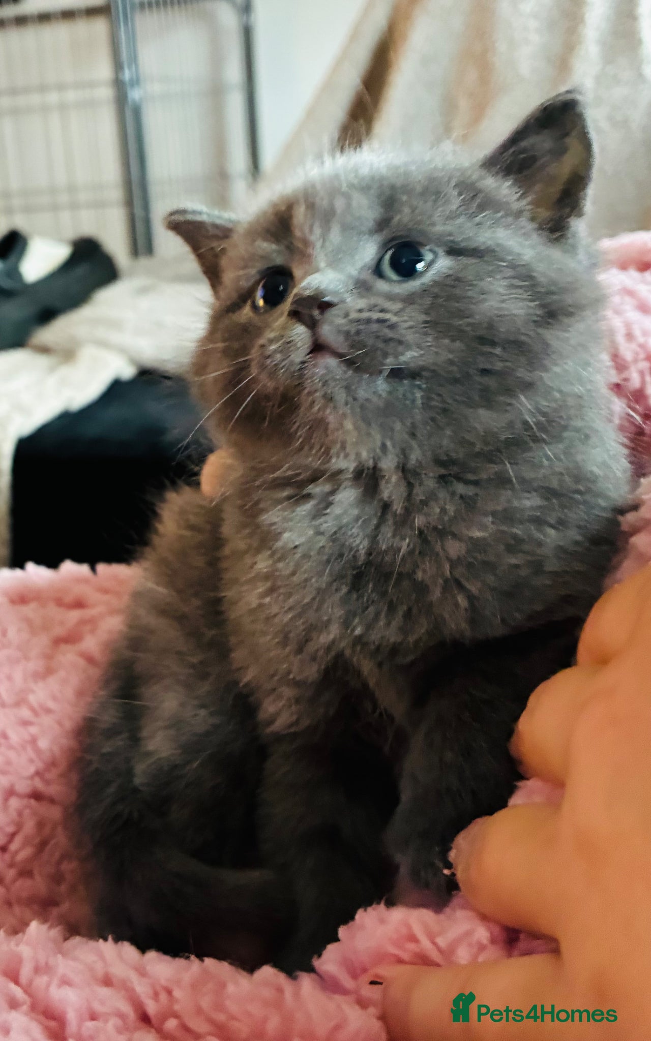 Mixed Breed cats Gorgeous kittens ready now  - Advert 2