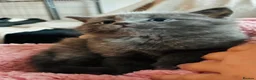 Mixed Breed cats for sale: Gorgeous kittens ready now  - Advert 1