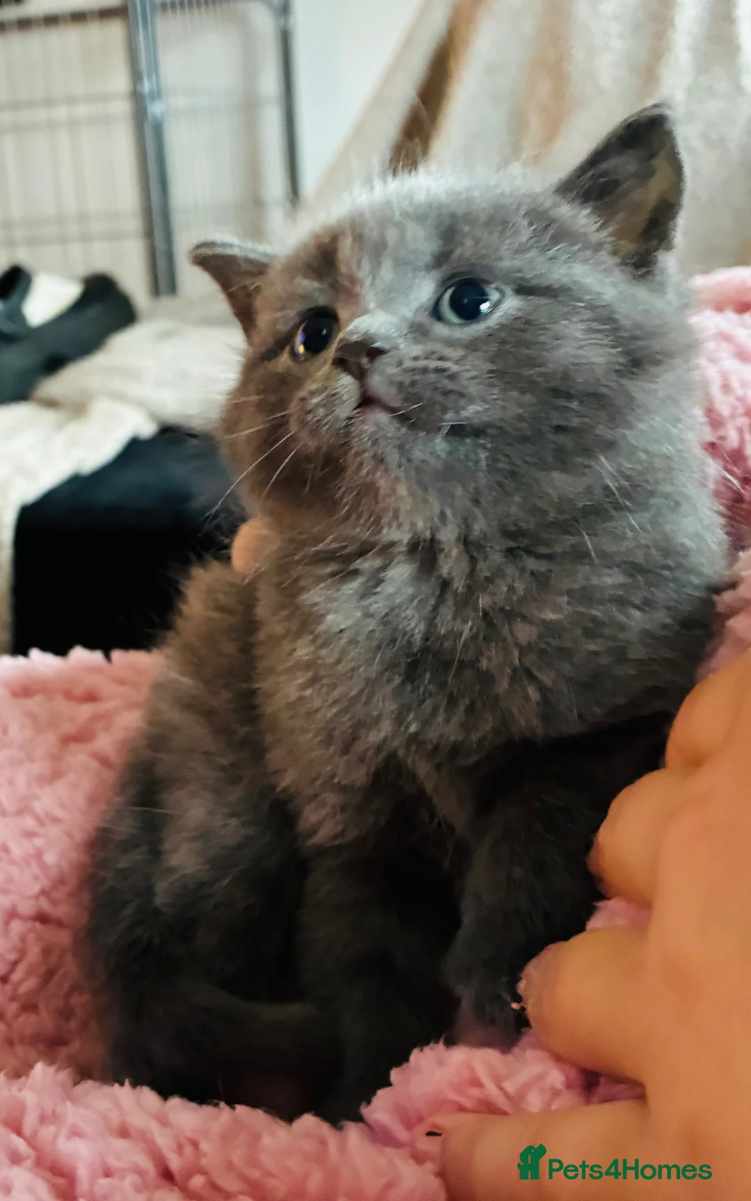 Mixed Breed cats for sale: Gorgeous kittens ready now  - Advert 1