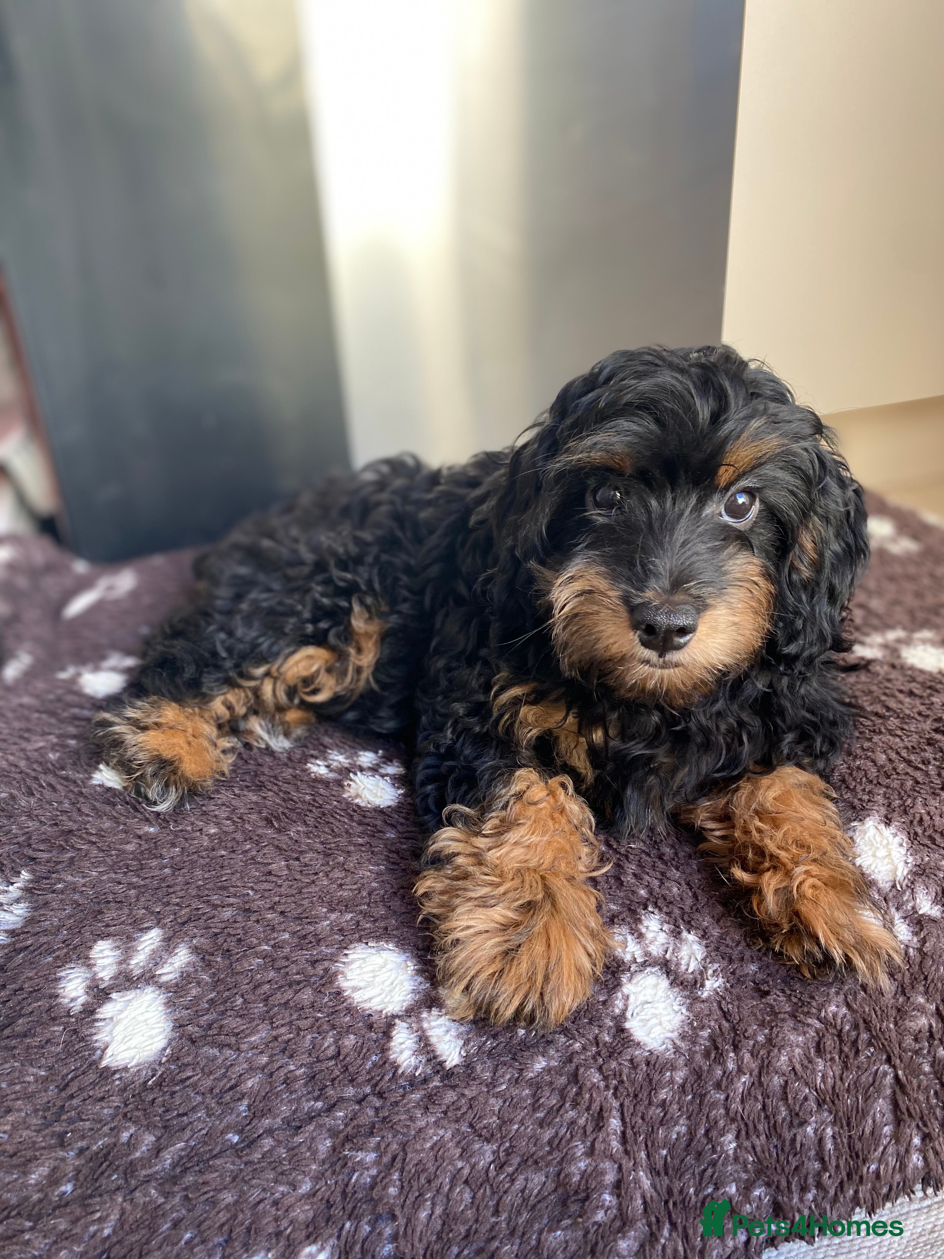 Cockapoo dogs 2 girls F1b READY TO GO NOW - Advert 18