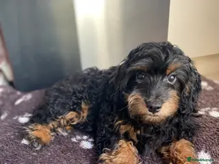 Cockapoo dogs 2 girls F1b READY TO GO NOW - Advert 18