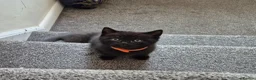 British Shorthair cats for sale: Adorable british short hair kittens - Advert 6