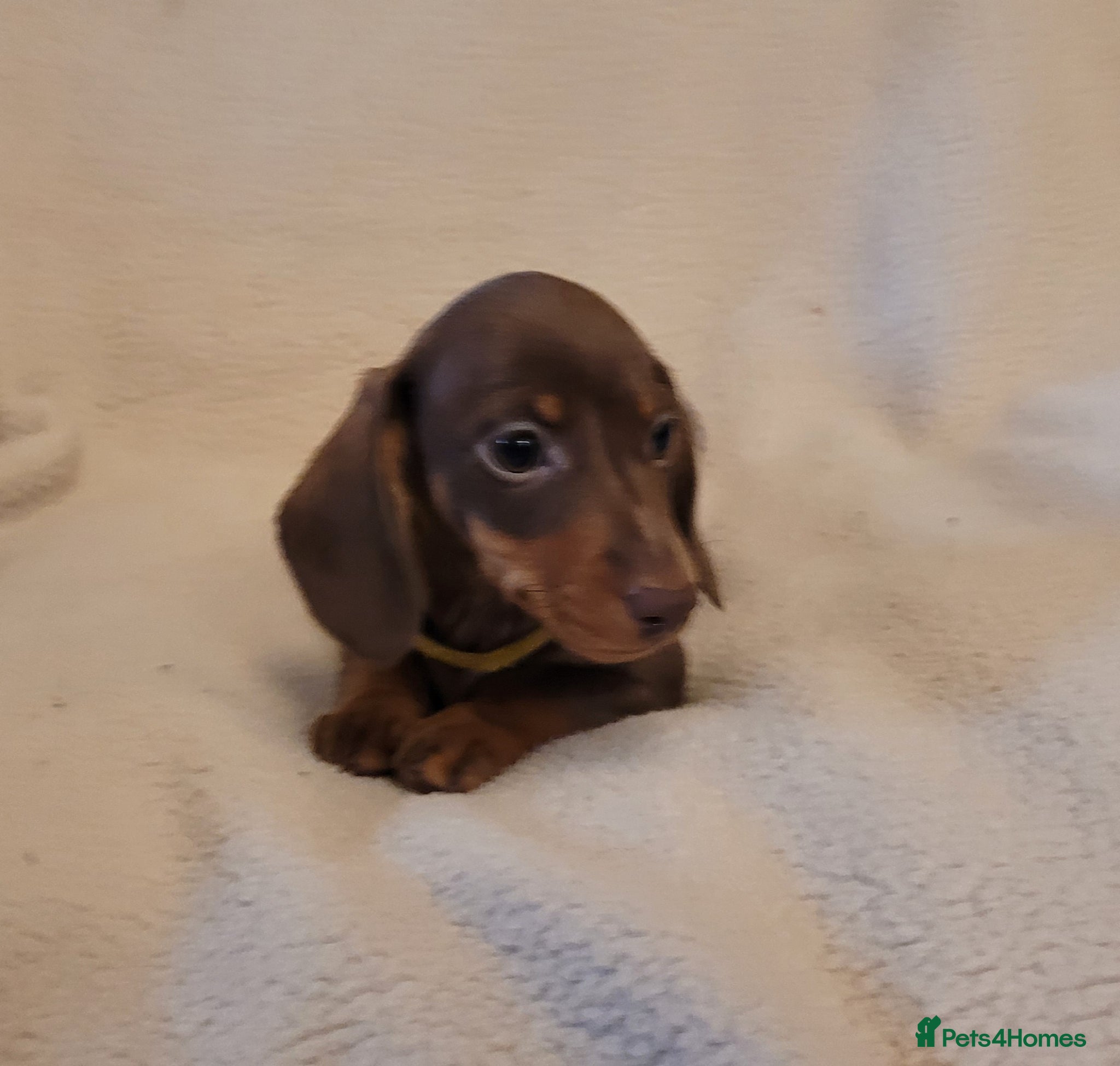 Miniature Dachshund dogs Last Chocolate and Tan Girl Ready Now £950 - Advert 1