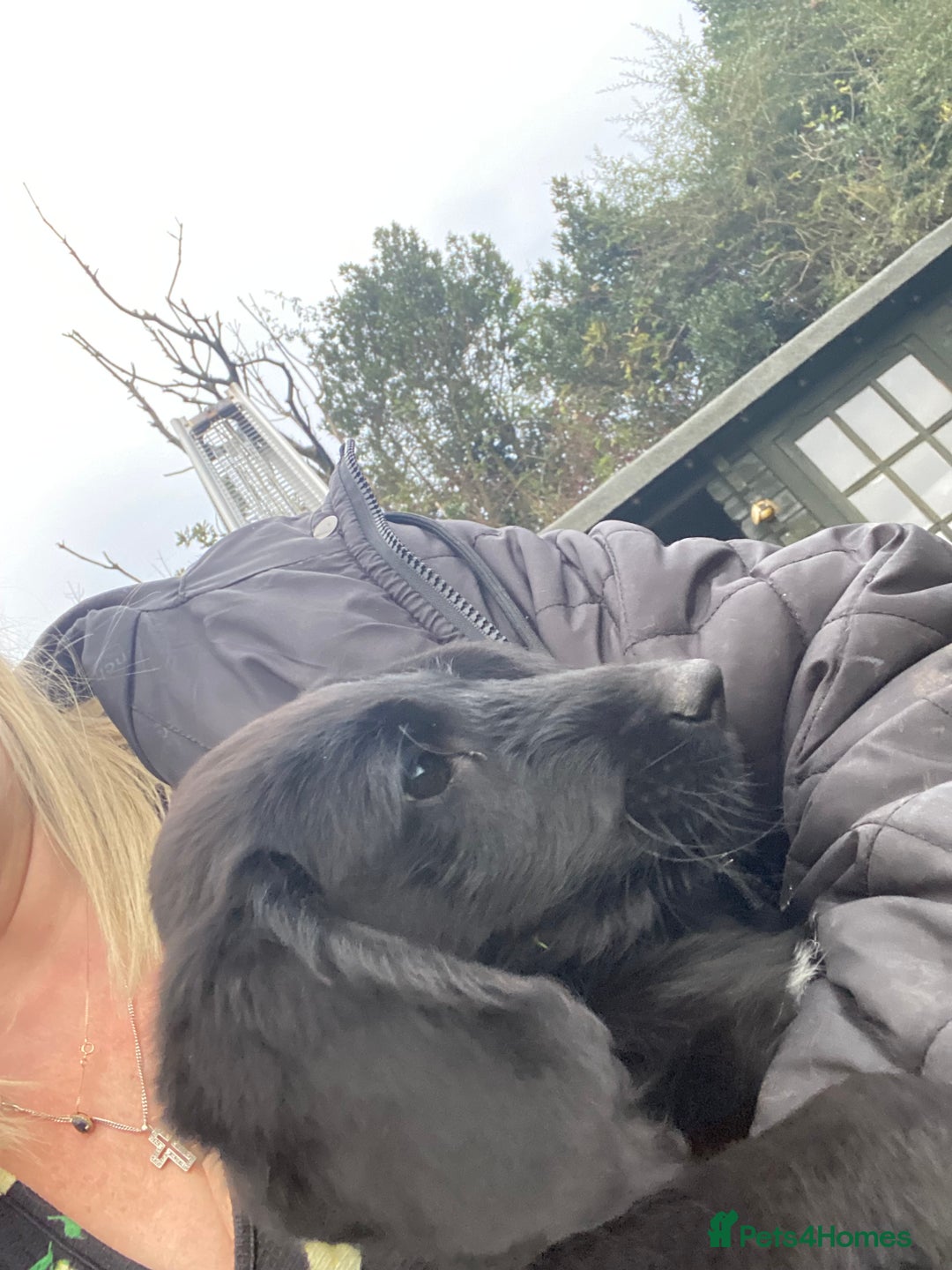 Aussiedoodle dogs for sale: Last Boy AussieDoodle Fully Vaccinated/Vet checked - Image 2
