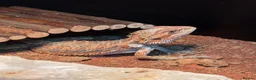 Bearded Dragon reptiles for sale: 9 month old Bearded Dragon + Full setup in Corby - Advert 4