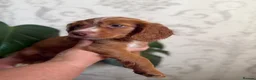 Cocker Spaniel dogs for sale: 4 Remaining Gorgeous Cocker Spaniel puppies.  - Advert 15