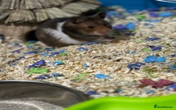 Hamster rodents for sale: Syrian hamster  - Image 1