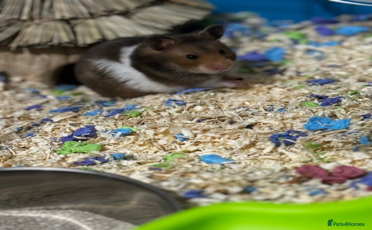 Hamster rodents - Advert 1