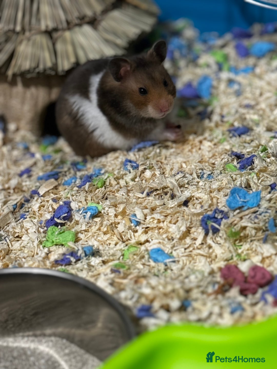 Hamster rodents for sale: Syrian hamster  - Image 1