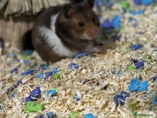 Hamster rodents Syrian hamster - Advert 14