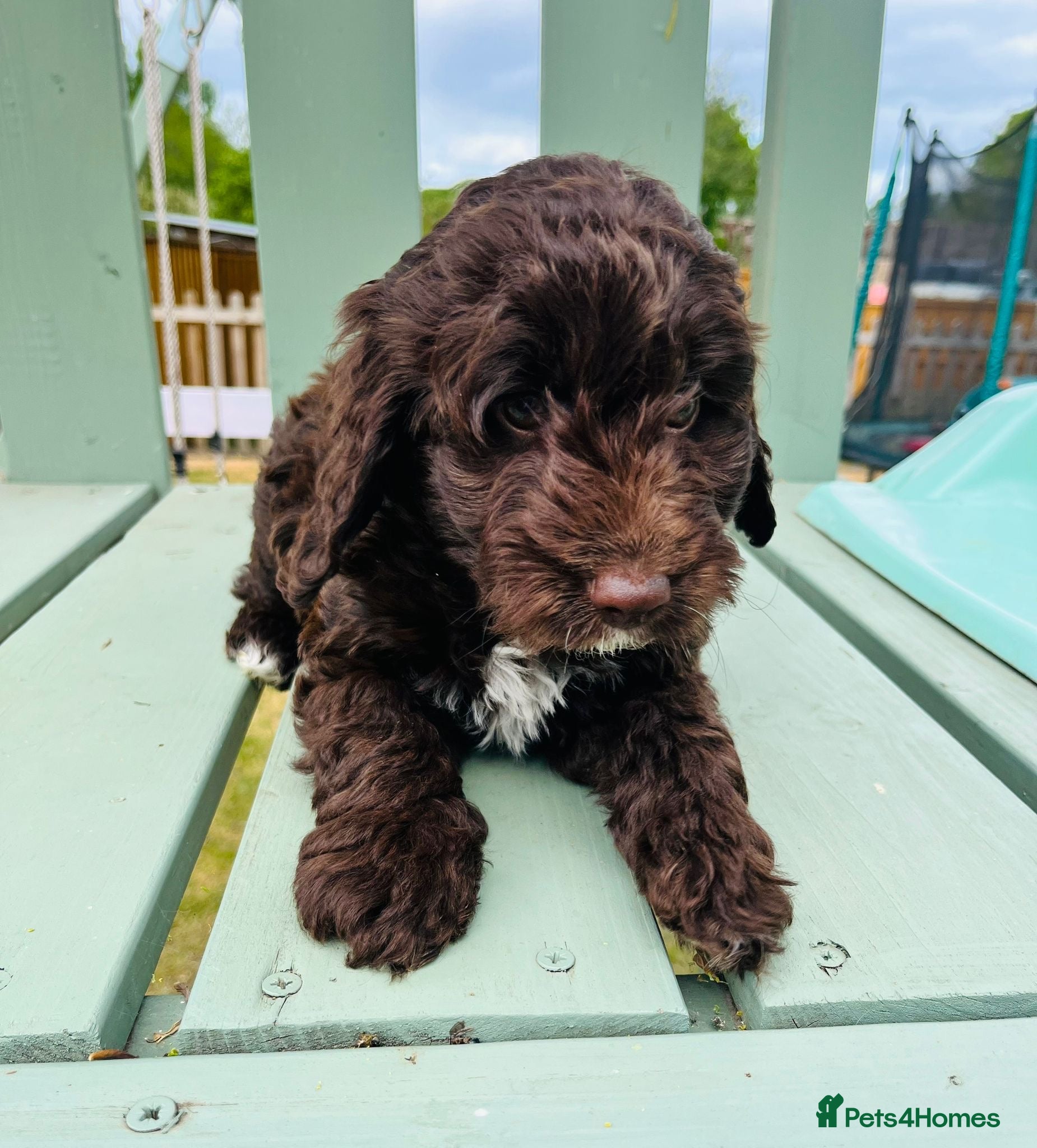 Cockapoo dogs Chocolate & chocolate Merle Cockapoo Babies 🐾🐾🐾 - Advert 2