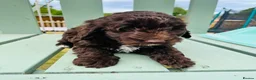 Cockapoo dogs for sale: Chocolate & chocolate Merle Cockapoo Babies 🐾🐾🐾 - Advert 2
