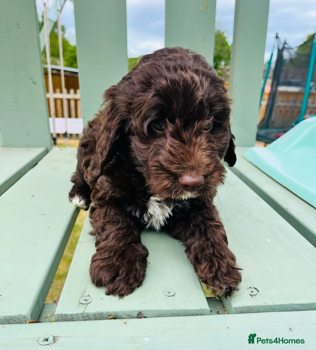 Cockapoo dogs for sale: Chocolate & chocolate Merle Cockapoo Babies 🐾🐾🐾 - Advert 2
