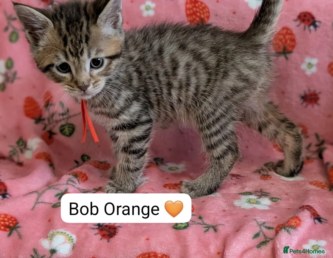 Maine Coon cats for sale: Maine Coon Cross Kittens - Advert 32