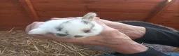 Mixed Breed rabbits for sale: 8  beautiful baby rabbits for sale in Blackburn - Advert 3