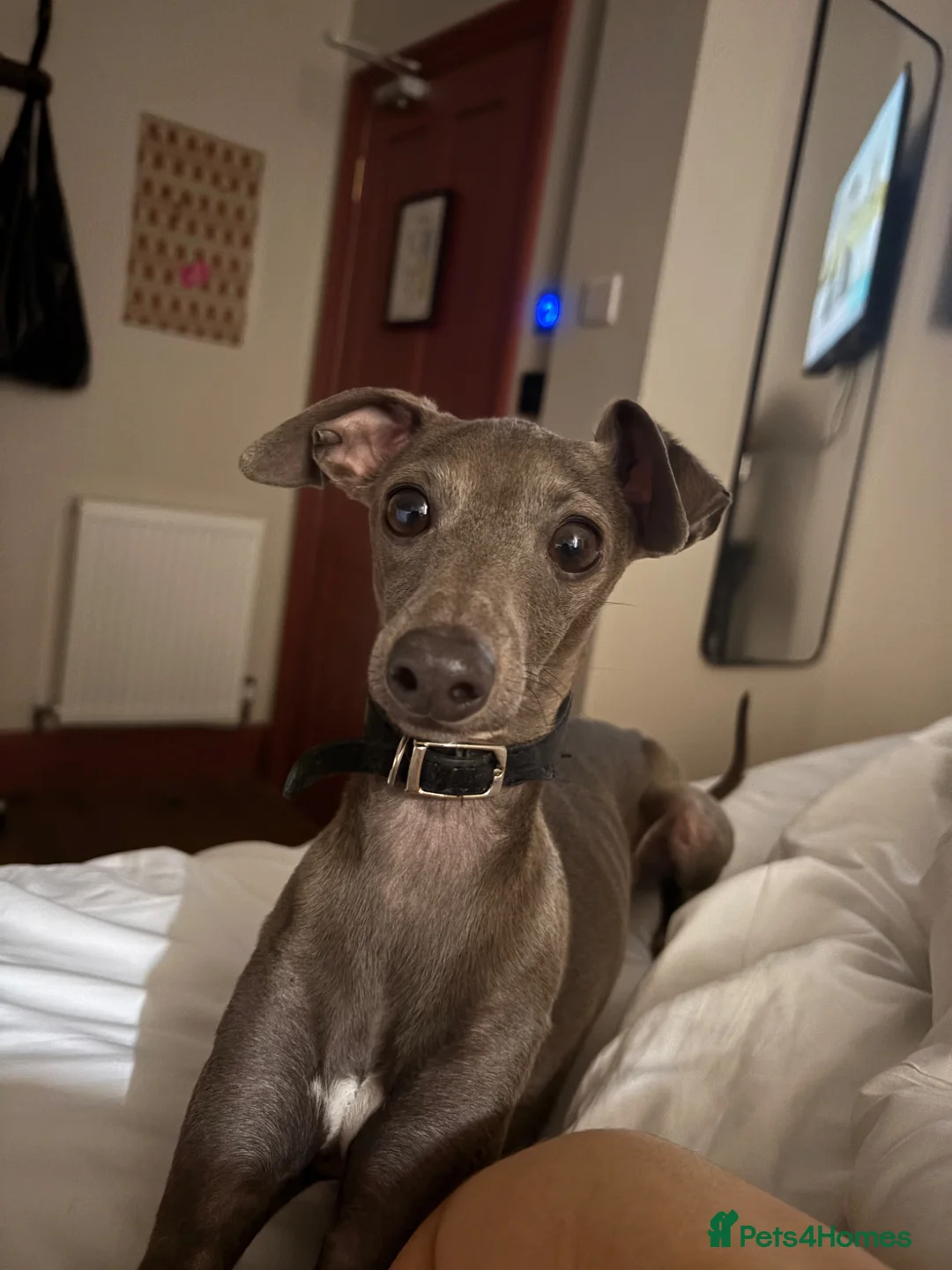 Italian Greyhound dogs for stud: Blue Italian greyhound for stud  - Advert 8