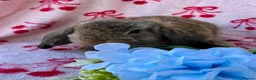 Mini Lop rabbits for sale: Beautiful Pure Bred Mini Lop Bunnies Ready Now - Advert 9