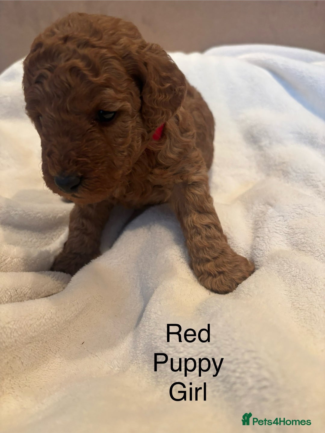 Miniature Poodle dogs for sale: KC Registered red miniature poodles  - Advert 23