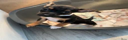 Jack Russell dogs for sale: 3 left!!! Jackrussle puppies - Advert 8