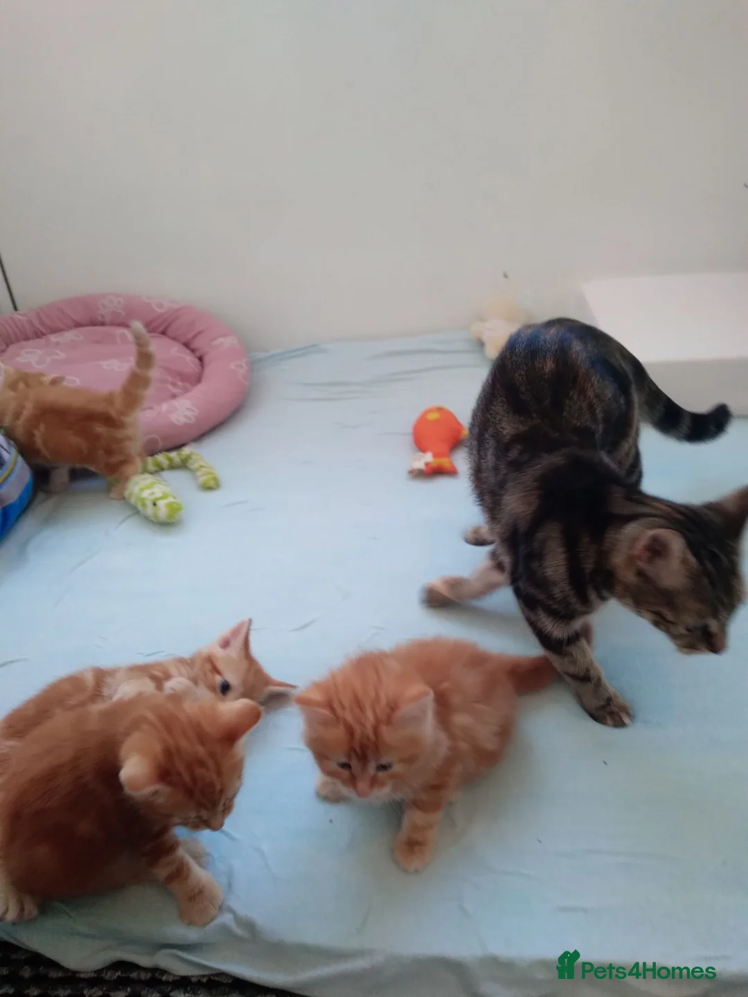 Mixed Breed cats for sale: 4 gingrer kittens for sale 3 male and 1 female  - Advert 5