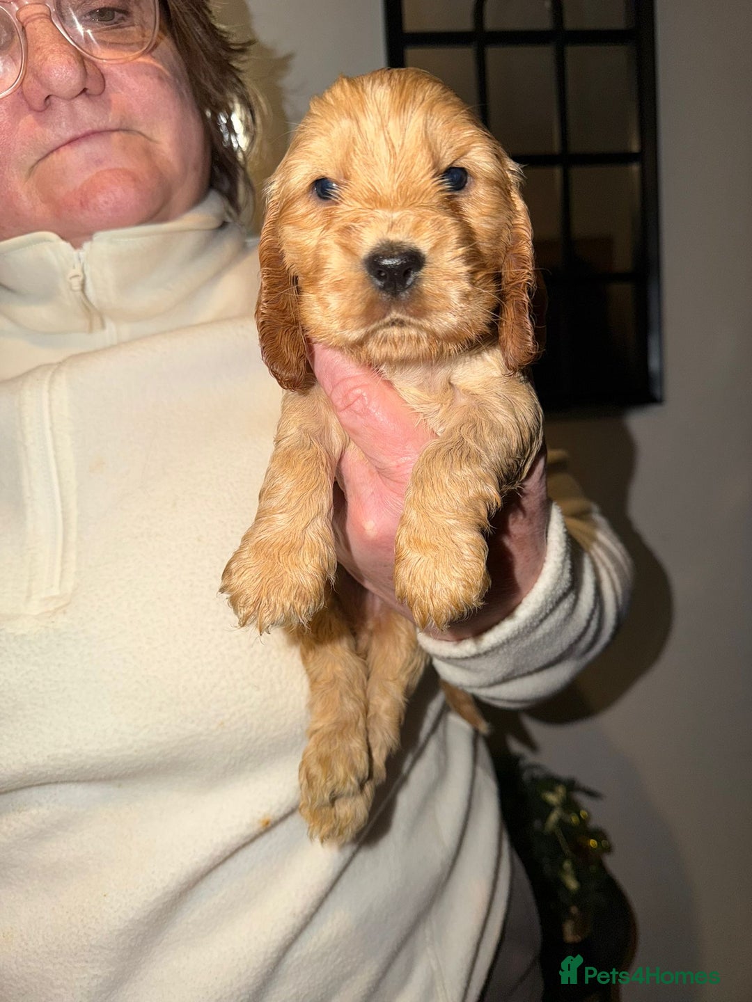 Cocker Spaniel dogs for sale: KC Golden Show Cocker Spaniel  READY TO GO! - Advert 11
