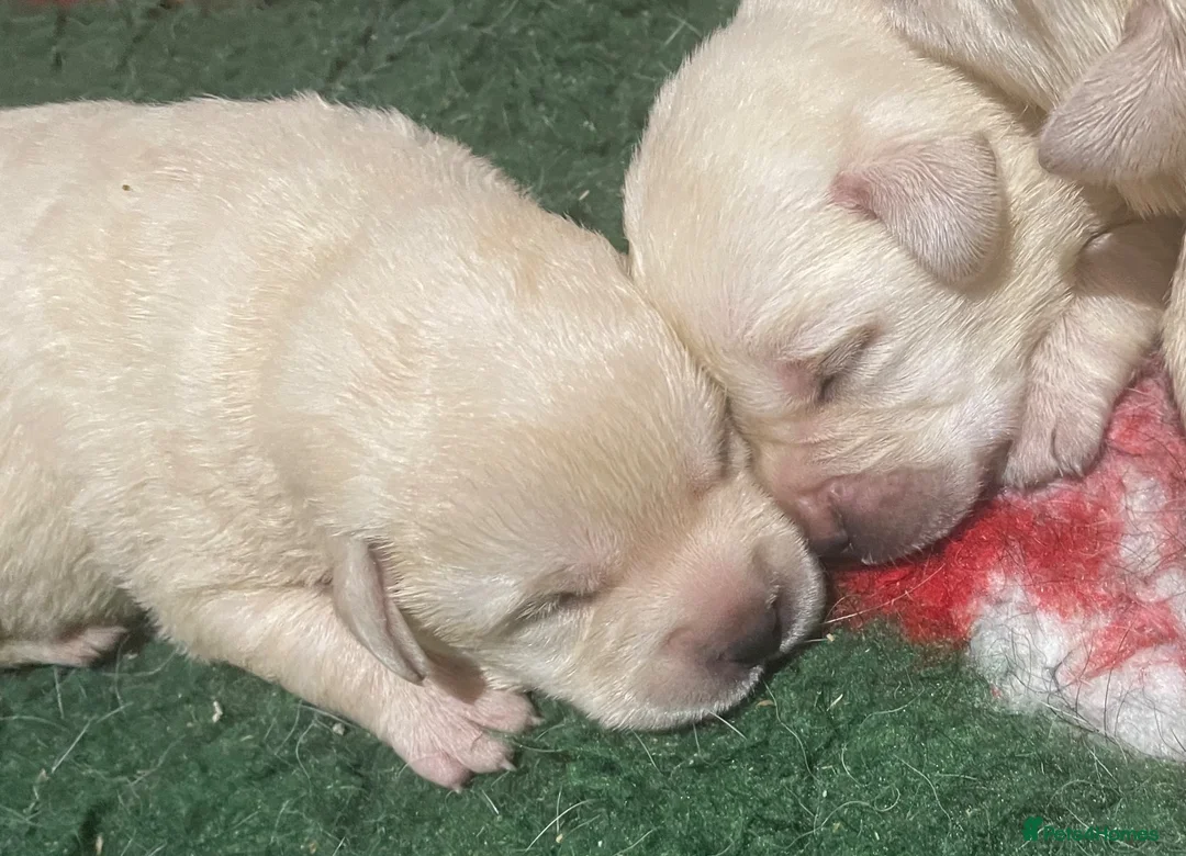 Labrador Retriever dogs for sale: Beautiful Show Type Yellow Labrador Puppies - Advert 1