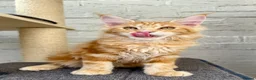 Maine Coon cats for sale: TICA Pedigree Massive Red Kittens - Advert 26