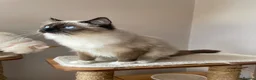Ragdoll cats for sale: GCCF registered Ragdolls - Advert 13